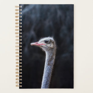 Agenda retrato de avestruz