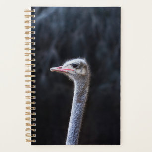 Agenda retrato de avestruz