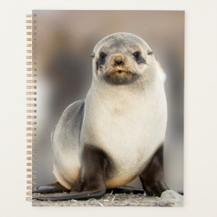 Agenda Retrato de cría de foca en la playa