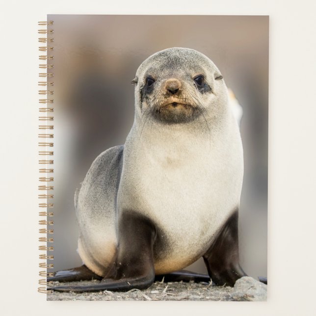 Agenda Retrato de cría de foca en la playa (Anverso)