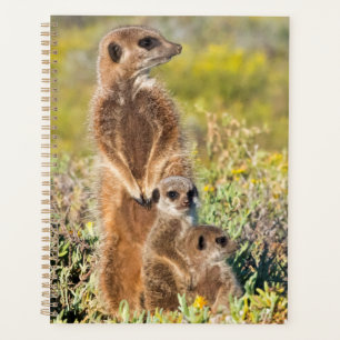 Agenda Retrato de familia de suricatas