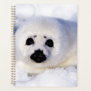 Agenda Retrato de una cría de foca arpón