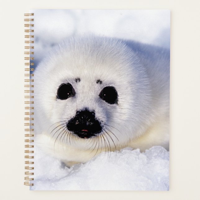 Agenda Retrato de una cría de foca arpón (Anverso)