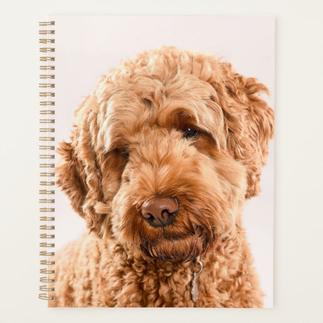 Agenda Retrato Goldendoodle Studio (Anverso)