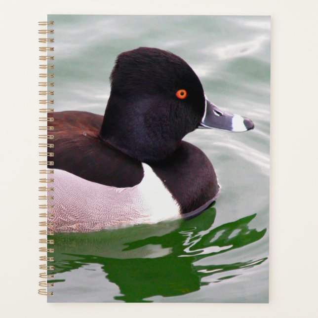 Agenda Ring Necked Duck (Anverso)