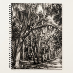 Agenda Roble Hammock de la vieja Florida Dibujo a grafito