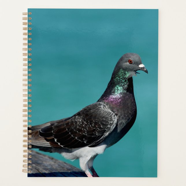 Agenda Rock Pigeon (Anverso)