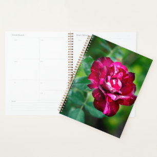 Agenda Rosa de tigre morado