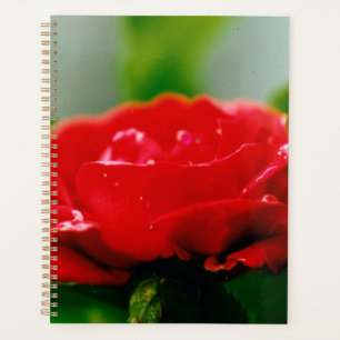 Agenda Rosa roja matutina cubierta de rocío