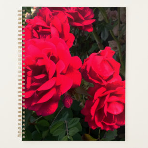 Agenda Rosario Roses Rojos