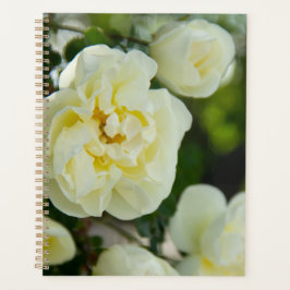Agenda Rosas blancas lindas para positivo
