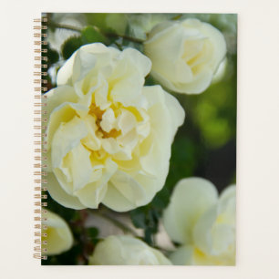 Agenda Rosas blancas lindas para positivo  