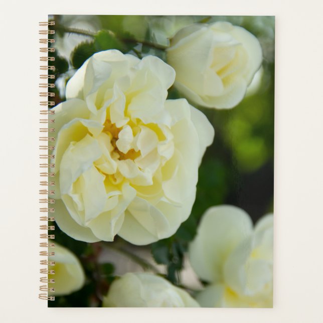 Agenda Rosas blancas lindas para positivo   (Anverso)