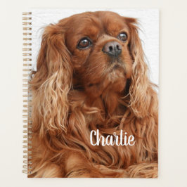 Agenda Ruby Cavalier King Charles Spaniel Dog