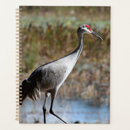 Agenda Sandhill Crane