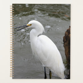 Agenda Singing Snowy Egret