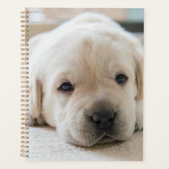 Agenda Sleepy Golden Labrador Puppy (Anverso)