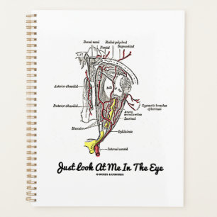 Agenda Sólo Mírame En La Anatomía Ocular Humana