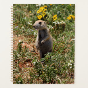 Agenda Solo Prairie Dog