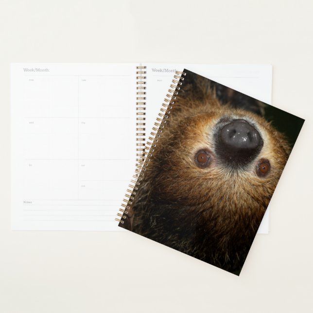 Agenda Southern Two-Toed Sloth (Demostración)