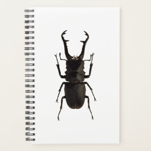 Agenda Stag Beetle