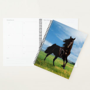 Agenda Stallion negro