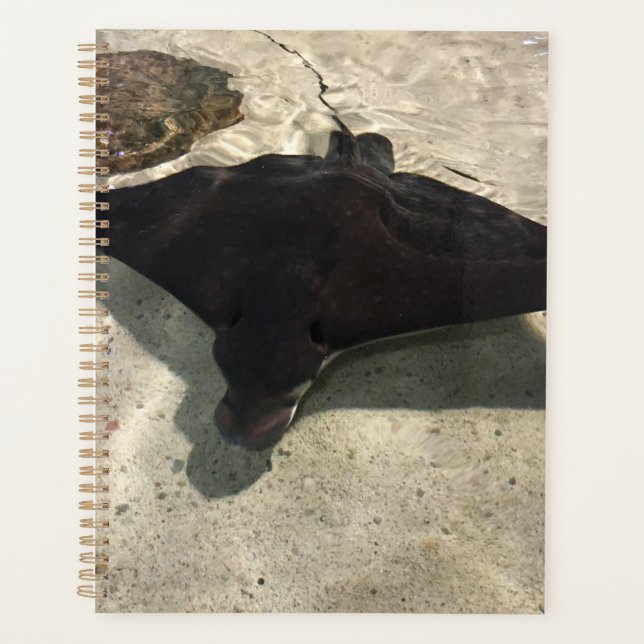 Agenda Stingray (Anverso)
