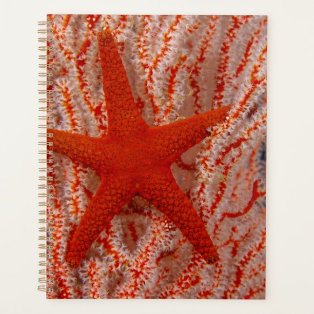 Agenda Tailandia, Estrella de Mar (Anverso)