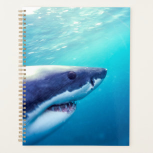 Agenda Tiburón Blanco   Sudáfrica