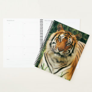 Agenda Tigre