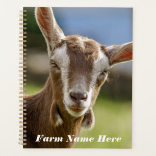 Agenda Togenburg Dairy Goat Kid