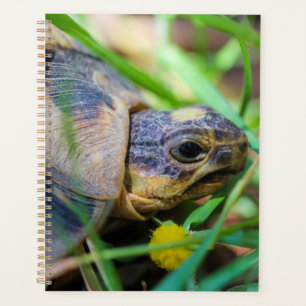 Agenda Tortuga barata a Sudáfrica