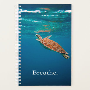 Agenda Tortuga respiratoria   Tortuga marina   Traumatism