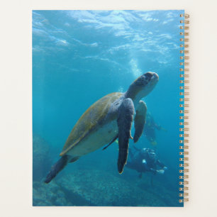 Agenda Tortugas marinas y reptiles Fotografía de animales