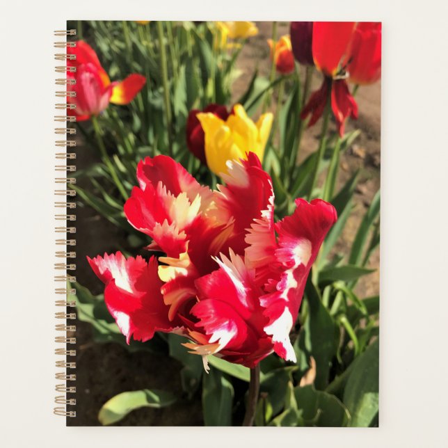 Agenda Tulip rojo y blanco único (Anverso)