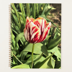 Agenda Tulipán rojo y blanco