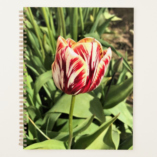 Agenda Tulipán rojo y blanco (Anverso)