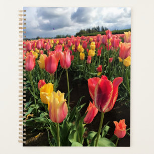 Agenda Tulipanes de primavera en un campo, Oregón