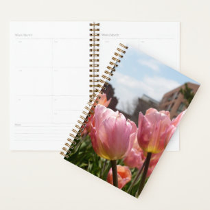 Agenda Tulipanes rosados en Boston