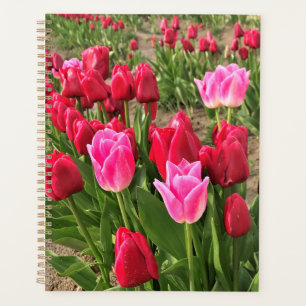 Agenda Tulipanes rosados y rojos