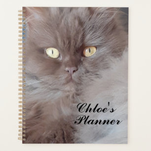 Agenda Un gato mimado