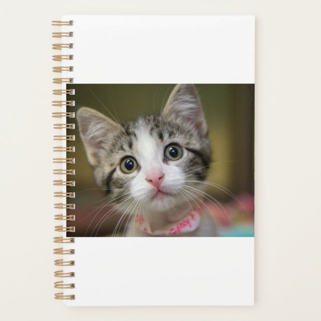 Agenda Un lindo gatito con ojos verdes (Anverso)