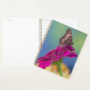 Agenda Una mariposa cola de golondrina Papilio Multicau