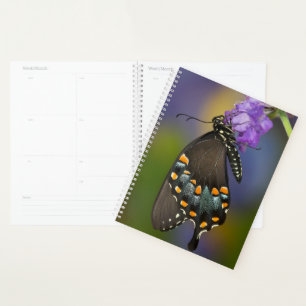 Agenda Una mariposa de azufre