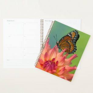 Agenda Una mariposa virrey en una Zinnia
