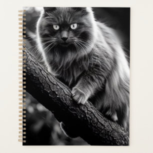 Agenda Una Mirada Alarmante De Un Gato Nocturno