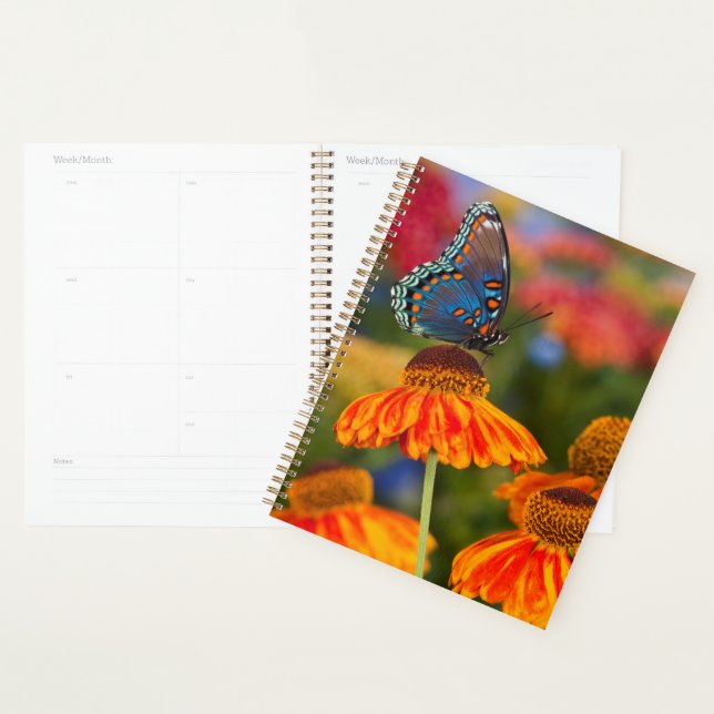 Agenda Una Papilio troilus, Papilio troilus (Demostración)