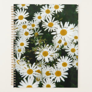 Agenda White Oxeye Daisy, Moon Daisy Meadow