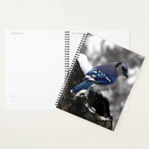 Agenda Winter Blue Jay