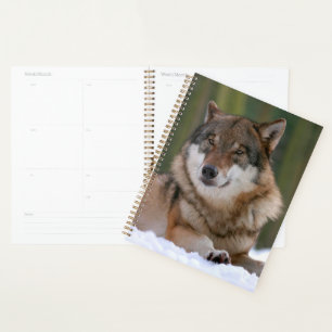 Agenda Wolf